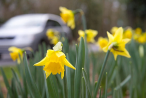 Daffodils